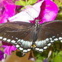 17488   A Black Butterfly