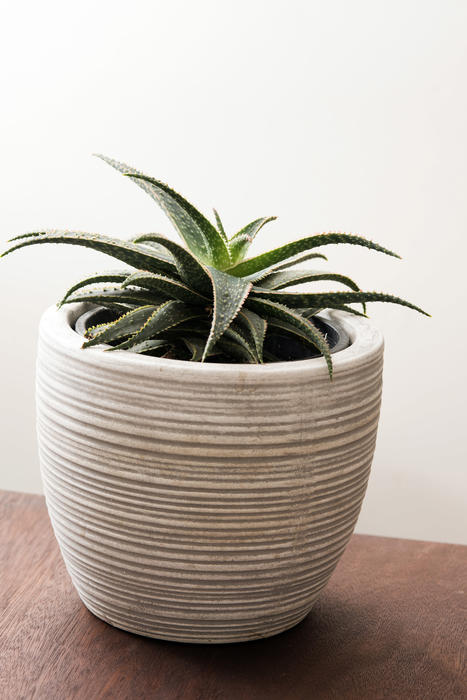 Potted ornamental aloe houseplant in a ridge white flowerpot on a table indoors in a home