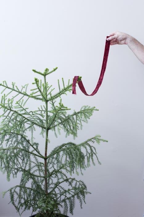 In need Christmas concept with hand holding a single red ribbon festooned on a small pine tree against a white wall