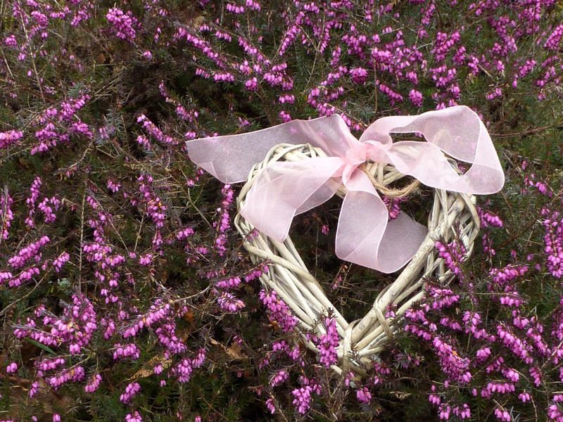Beautiful wicker heart with pink ribbon bow sitting on purple blooming heather with copy space for love and spring concept background