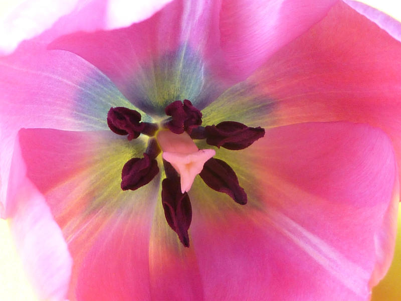Macro detail of a fresh pink tulip looking inside the petals at the pistils and anthers of the stamens conceptual of the spring season