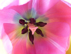 17355   Macro detail of a fresh pink tulip