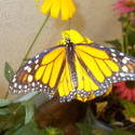 17490   Monarch Butterfly