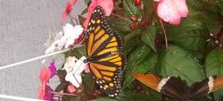 17936   Monarch Butterfly