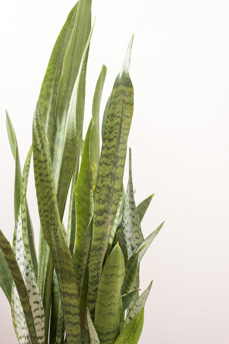 Tall sword-like leaves of Mother-in-Laws Tongue or Sansevieria against a white background with copy space
