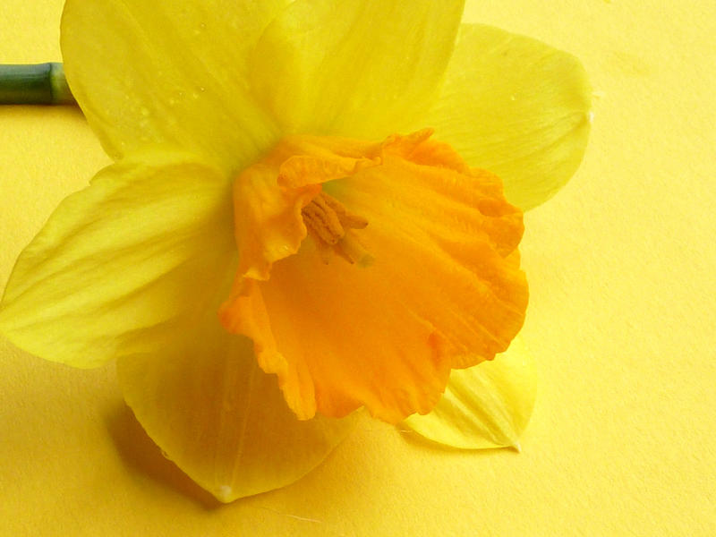 Close up on a single fresh yellow spring daffodil or narcissus on a matching yellow background symbolic of the seasons