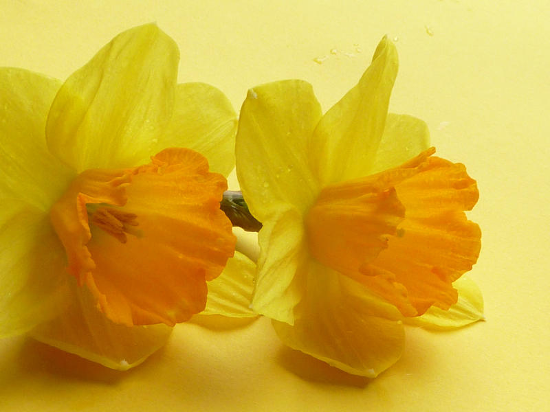 Two colorful yellow fresh cut daffodil flowers side by side on a matching yellow background symbolic of spring and Easter