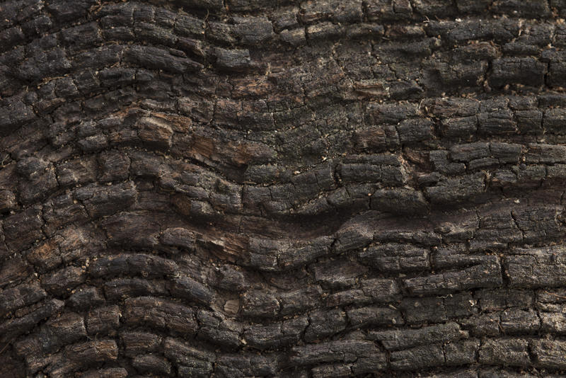 Close up detail of rough old wood background texture with raised ridges in a random pattern in a full frame view