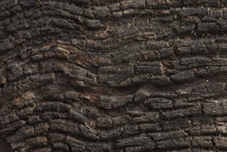 17776   Close up of rough old wood background texture