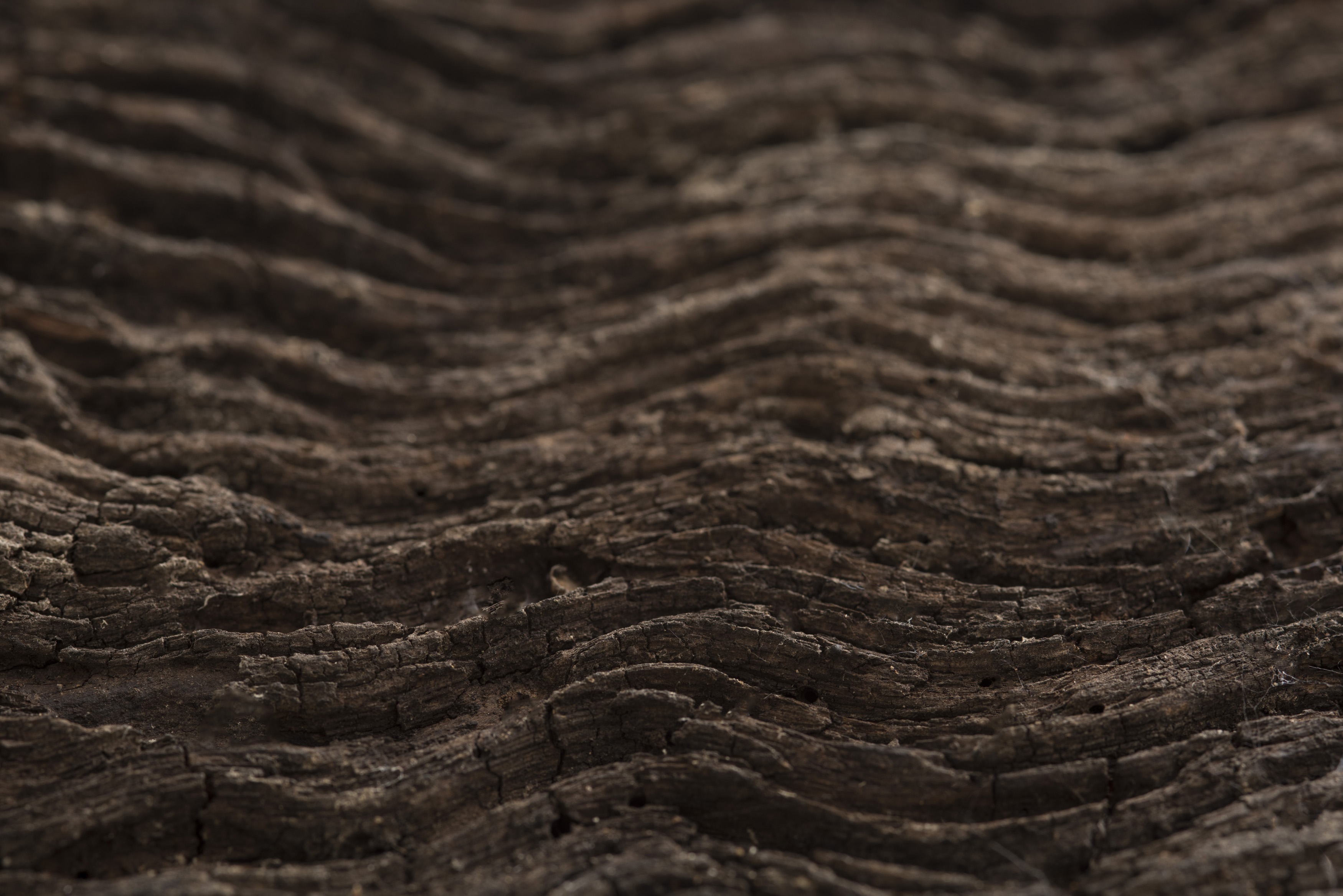 Seamless Texture of Tree Bark-cool Graphic by shahsoft · Creative Fabrica