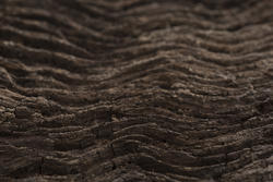 17778   Wavy tree bark texture