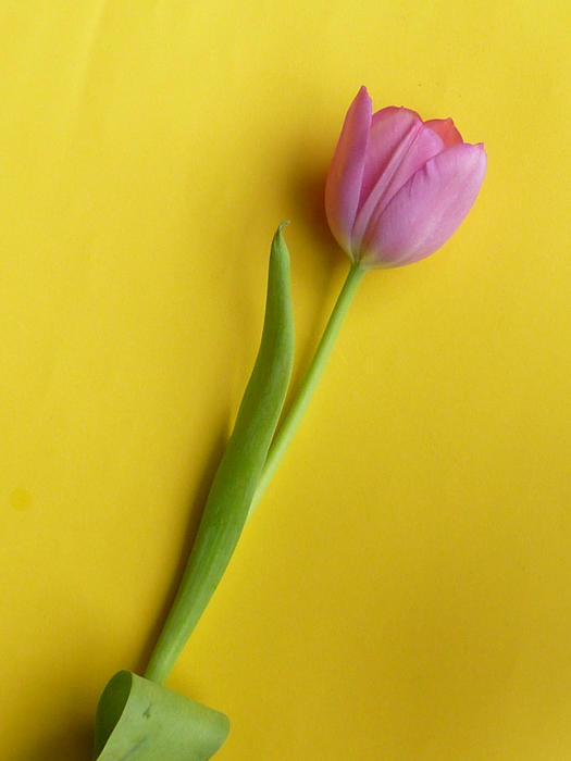 One fresh cut pink tulip flower arranged diagonally on plain yellow background, viewed from above in close-up