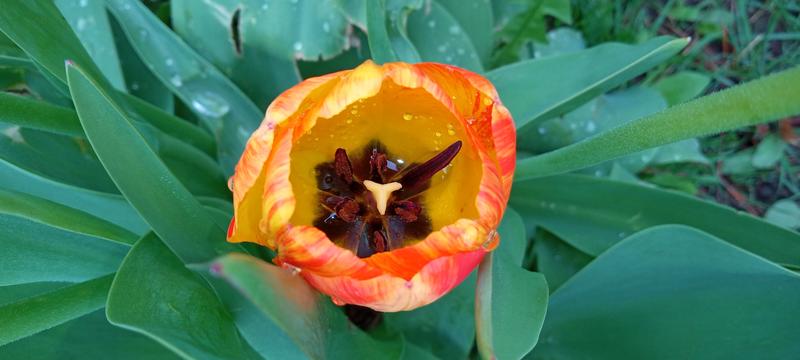 <p>Gorgeous orange and yellow tulip in full bloom</p>
Gorgeous orange and yellow tulip