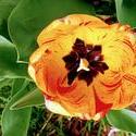 17901   Orange Tulip
