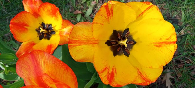 <p>Gorgeous yellow tulips</p>
Gorgeous yellow tulips