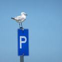 17825   Parking sign with a seagull sitting on top