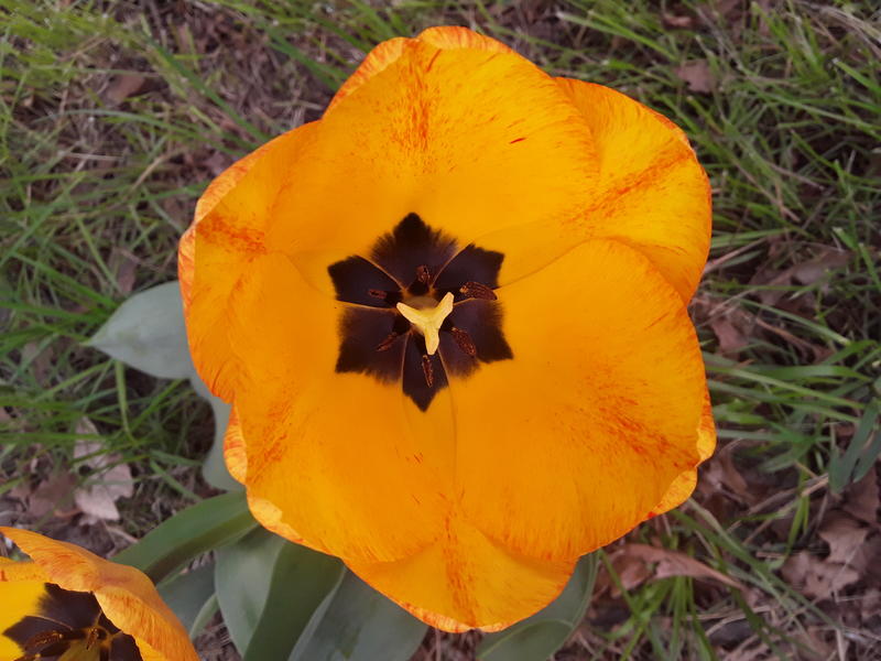 <p>A perfect yellow tulip</p>
Yellow Tulip