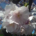 17518   pink cherry blossom