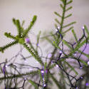17716   purple fairy lights on a tree