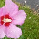 17932   Gorgeous pink flower