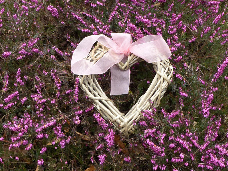 Rustic hand crafted wicker heart with pink ribbon bow on flowering dainty pink heather background conceptual of love and romance