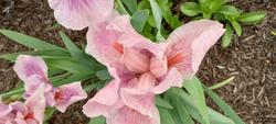 17912   Pink Iris