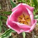 17905   Pink Tulip
