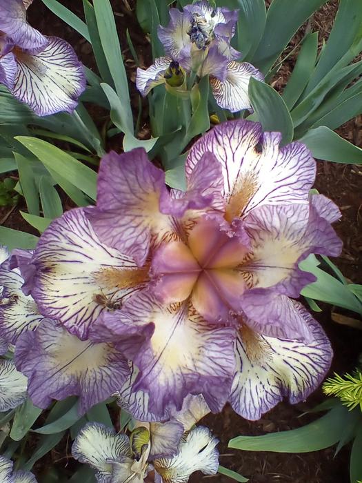 <p>A gorgeous purple iris</p>
A closeup of a purple iris