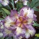 17635   Purple Iris