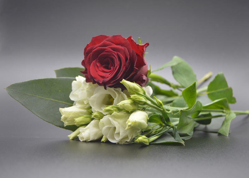 <p>Red and white roses with black background</p>
Red and white roses