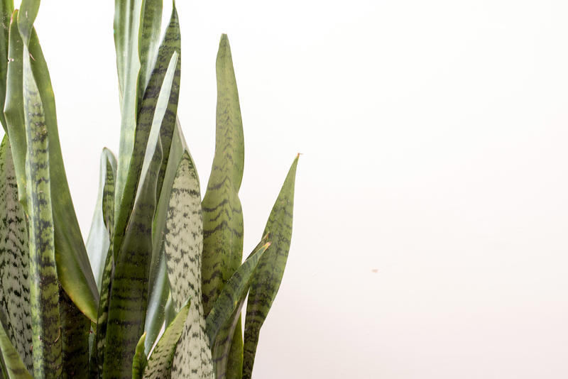 Sansevieria or Mother in Laws Tongue plant over white with copy space placed to the side