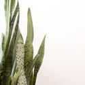 17392   Sansevieria or Mother in Laws Tongue