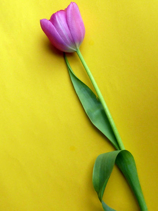 Single cut fresh purple spring tulip lying diagonally on a yellow background with copy space