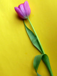 17364   Single cut fresh tulip on yellow background