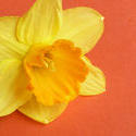 17365   Single cut yellow daffodil on an orange background