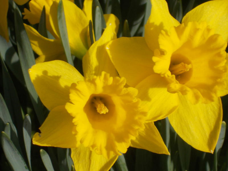 <p>Beautifull yellow daffodils in full bloom</p>
Gougeous Daffodils