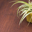 17393   Ornamental variegated leaves of a spider plant