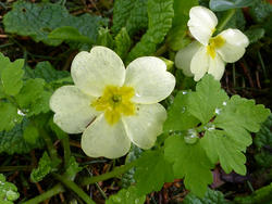 17366   White primrose flower in close up