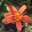 17650   A Beautifull Orange Tiger Lilie
