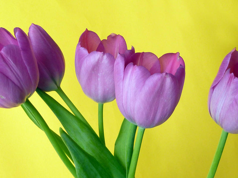 Bunch of fresh purple tulip flowers on a yellow background in a close up side view symbolic of the spring season
