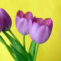 17368   Bunch of fresh purple tulips on yellow background
