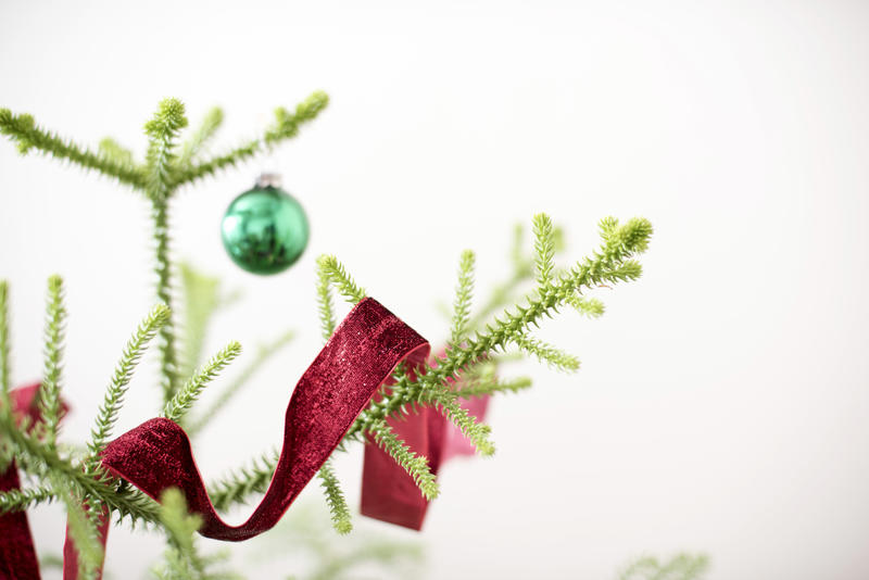 Traditional Christmas tree decoration of a red ribbon twirled through the natural pine branches over a white background with copy space