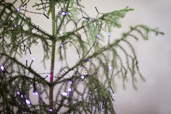 17720   christmas tree closeup