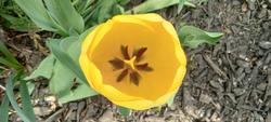 17907   Yellow tulip