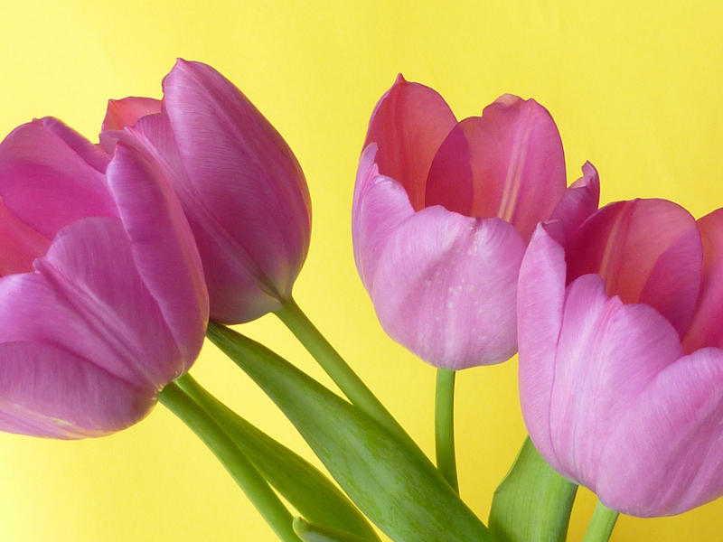 Fresh purple tulips on plain yellow background, viewed in close-up. Easter time flowers for spring holiday decoration