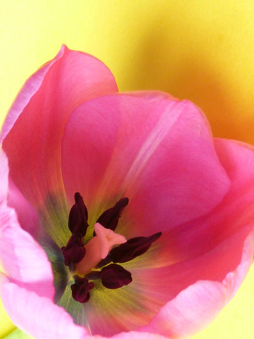 Looking inside the petals of a fresh spring pink tulip flower with close up focus to the stamens, pistils and anthers