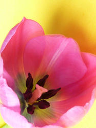 17370   Looking inside the petals of a pink tulip flower