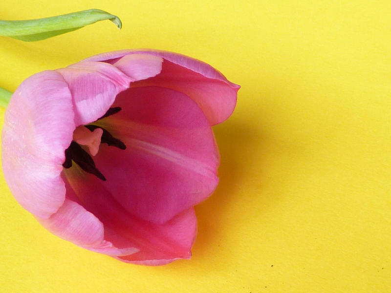 Pink tulip flower head in close-up on yellow surface background with copy space for text