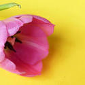 17371   Pink tulip flower head in close up on yellow