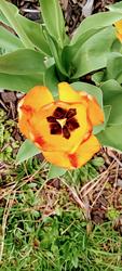 17898   Gorgeous Orange Tulip in Full Bloom